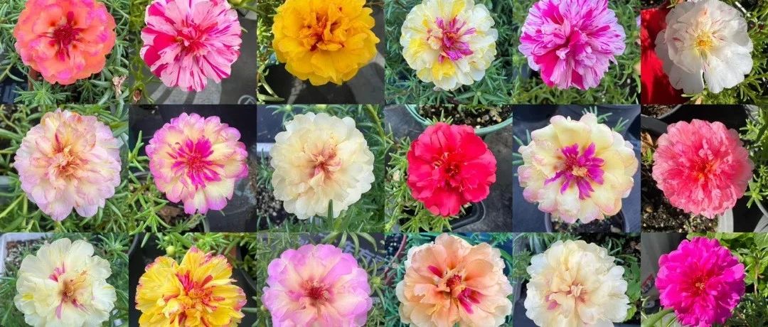 Take stock of 30 double-petaled buttercup varieties, like roses and peonies. Which one blooms on your heart?