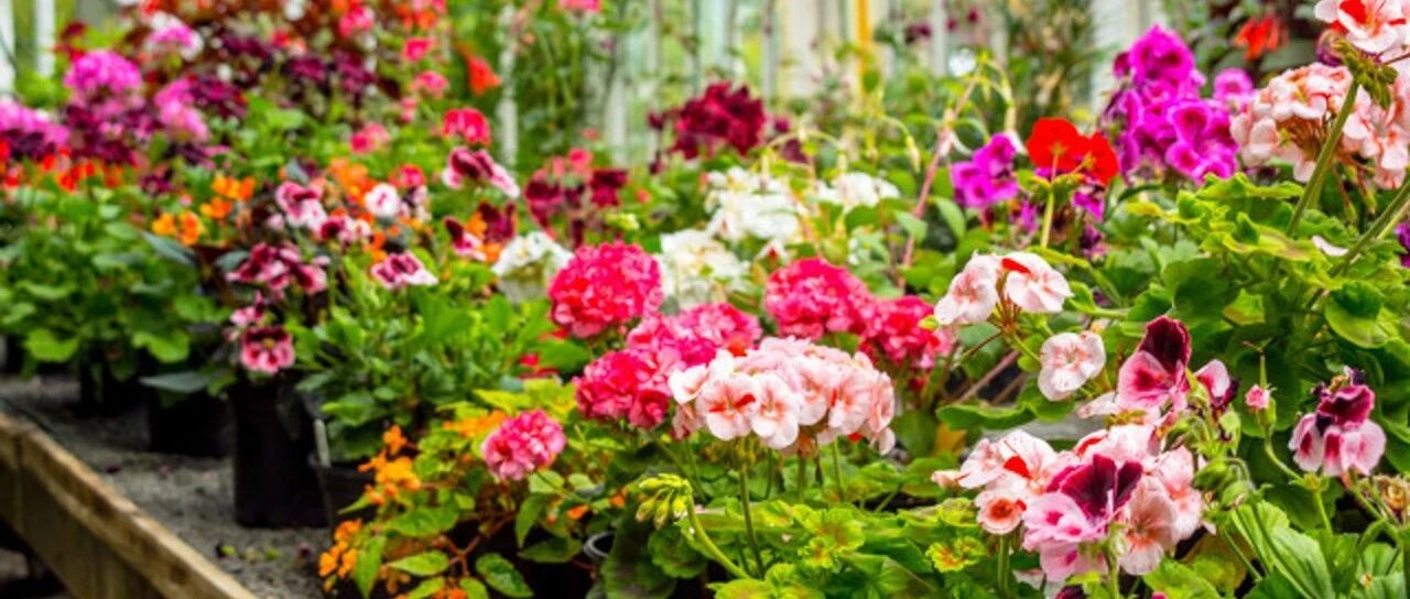 Take stock of 30 carnation varieties. Each carnation has its own name, but you only name them after red, orange, yellow, green, pink, white and purple