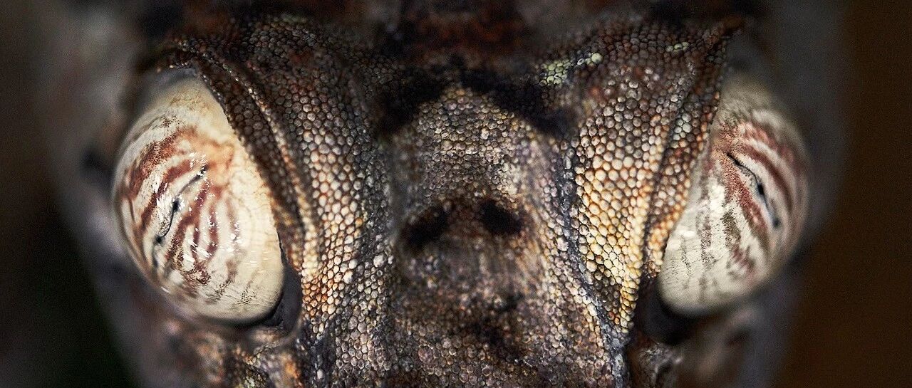 Noble, gorgeous and colorful dahlia varieties are here. Each one is beautiful to the extreme. Do you know anything?